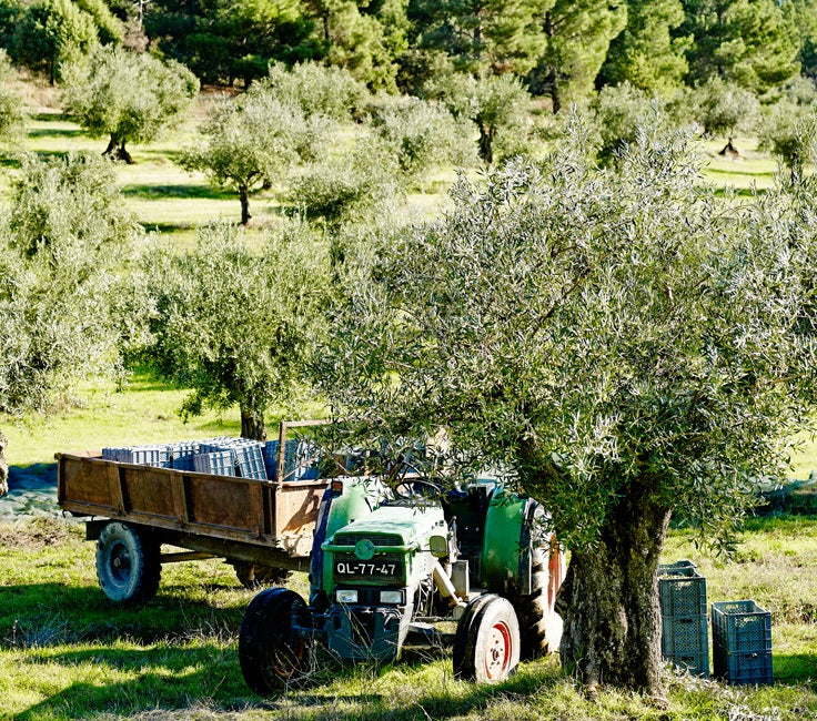 extra natives olivenöl frankreich oliviers co