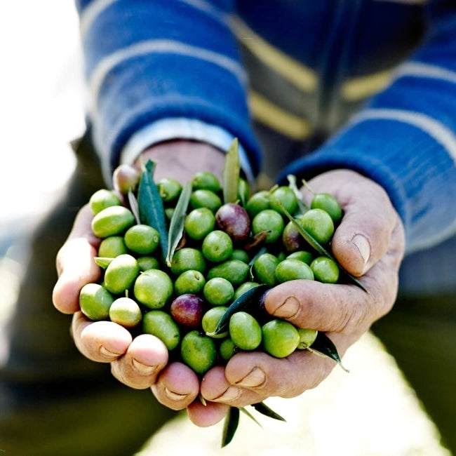 olivenöl nativ extra oliviers co