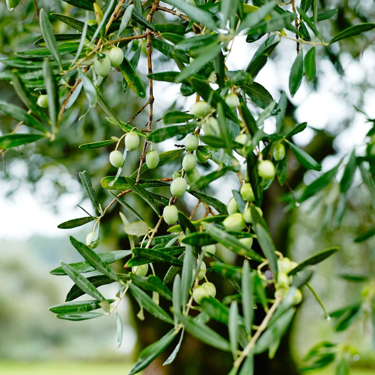 olivenöl nativ extra oliviers co